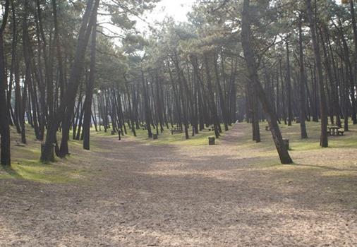 forêt domaniale la faute sur mer proche du camping les tulipes en vendée bord de mer avec accès direct plage à côté de la tranche sur mer